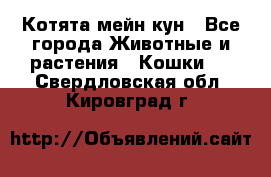 Котята мейн кун - Все города Животные и растения » Кошки   . Свердловская обл.,Кировград г.